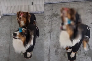 スゴい集中力だ！額に水の入ったコップを載せた2匹の犬。バランスを保ったままスケートボードに乗って、移動していきます！！