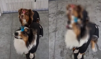 スゴい集中力だ!額に水の入ったコップを載せた2匹の犬。バランスを保ったままスケートボードに乗って、移動していきます!!