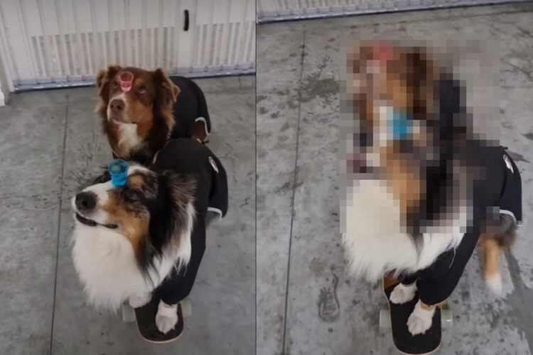 スゴい集中力だ！額に水の入ったコップを載せた2匹の犬。バランスを保ったままスケートボードに乗って、移動していきます！！