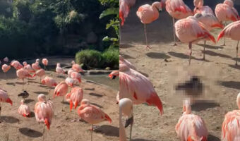 ピンクの体が美しいフラミンゴたち。あれれ・・・？その群れの中に一羽、様子の違う子がいるよ！！