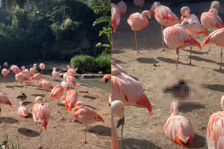 ピンクの体が美しいフラミンゴたち。あれれ・・・？その群れの中に一羽、様子の違う子がいるよ！！