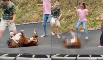 トランポリンに寝そべる犬。すぐそばを子供たちに跳ねてもらって体が弾むのが楽しいみたい!!何度も何度もバウンドしています