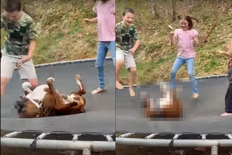 トランポリンに寝そべる犬。すぐそばを子供たちに跳ねてもらって体が弾むのが楽しいみたい！！何度も何度もバウンドしています