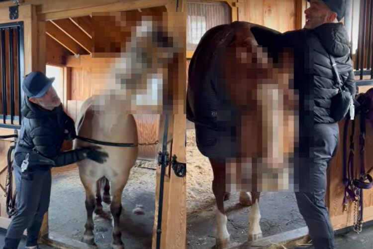 体をゴシゴシとマッサージしてもらうのが大好きな馬。体や首元をマッサージしてもらうと、とても気持ちよさそうな顔を見せてくれました！！