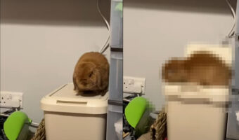 ゴミ箱の上までよじ登ったミニロップ。周囲を探り始めたみたいだけど、そんな場所で不用意に動いたら・・・、あら大変!!