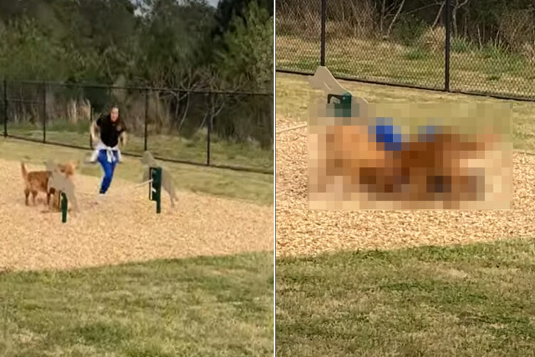 ゴールデンレトリバーたちにアジリティを教えるためにお手本を見せようとした女性。ところが、お手本をみせるどころか危ない目に遭ってしまいました