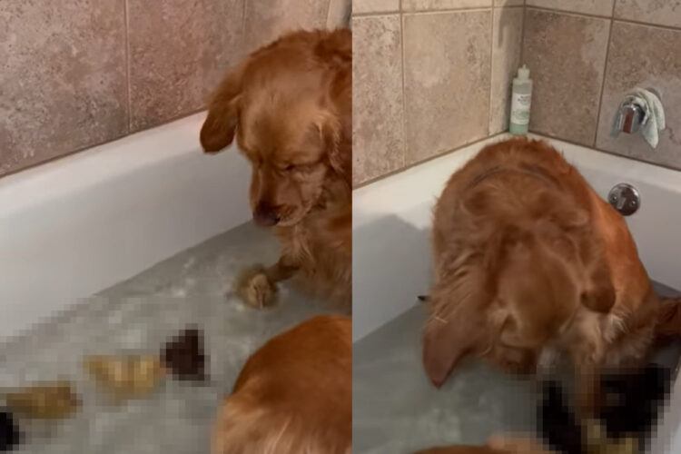 お風呂にアヒルの人形を入れるのは見たことがあるけれど。ゴールデンレトリバーがお風呂に一緒に入っていたのは、本物のアヒルのヒナたちでした！