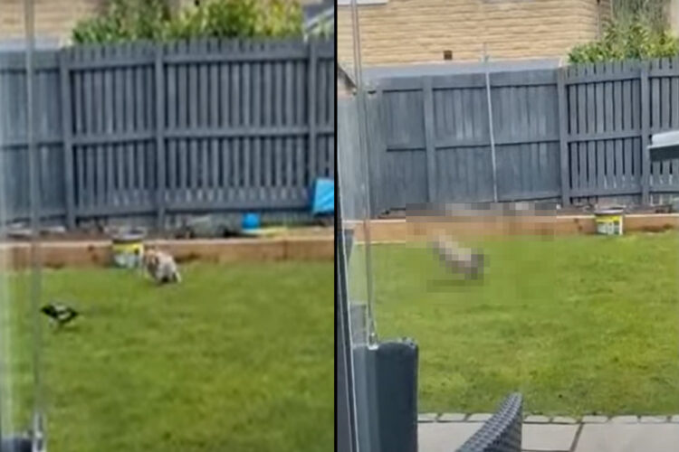 縄張りの庭への侵入者に気が付いたウサギ。やって来たカササギを追い払うと・・・誇らしげな『うさジャンプ』で喜びをあらわにしました！！