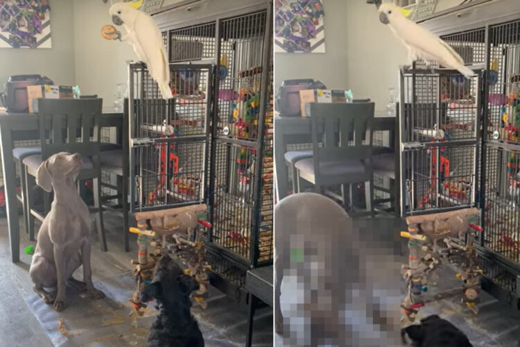 キバタンの動向に注目する愛犬たち。実はご飯をいつもらえるかは、全てこのキバタンの気分次第という状況だったのです！！