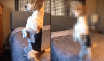 外に遊びに行ってしまった仲間を後ろ足で立って見つめる犬。楽しそうな姿を目撃したのか、さらに驚きの体勢になりました!!