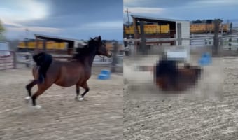 軽やかに、優美に走る馬。リズムカルに駆けるこの馬が、足を滑らせて転ぶだなんて・・・そんなことあるわけないじゃないですか