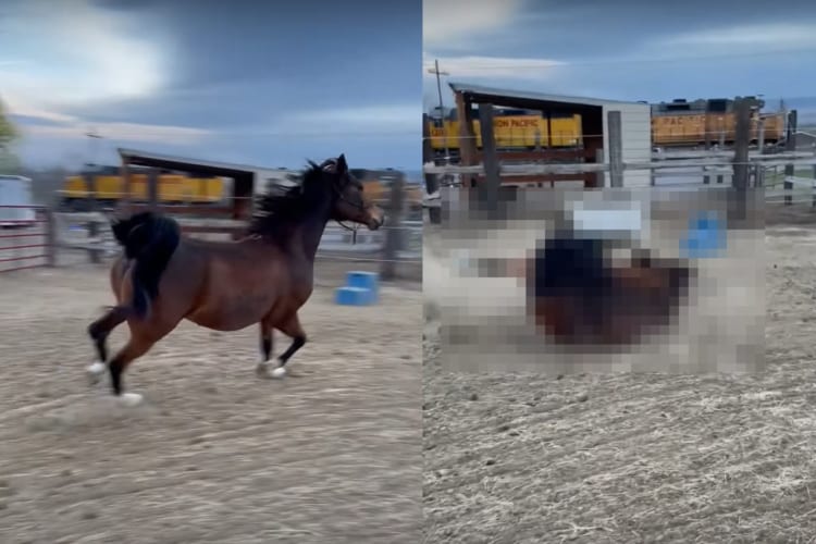 軽やかに、優美に走る馬。リズムカルに駆けるこの馬が、足を滑らせて転ぶだなんて・・・そんなことあるわけないじゃないですか