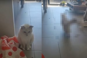 飼い主さんにコルクを投げて欲しいラグドール。投げてもらったら・・・・すぐに取りに行きます！！