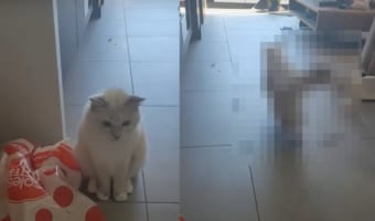 飼い主さんにコルクを投げて欲しいラグドール。投げてもらったら・・・・すぐに取りに行きます！！