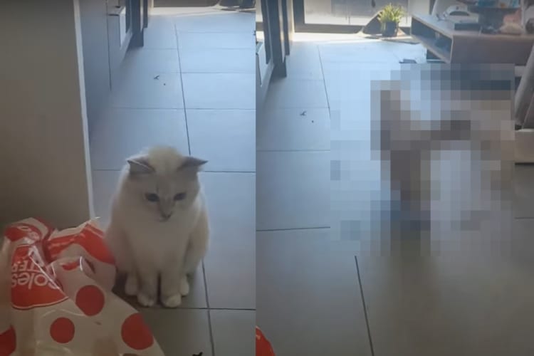 飼い主さんにコルクを投げて欲しいラグドール。投げてもらったら・・・・すぐに取りに行きます！！