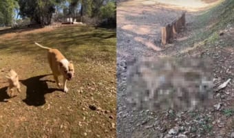 ヤギの赤ちゃんは飼い主さんや犬のことが大好き!犬と一緒に駆け回ったり、そばをウロチョロしたり。とはいえ、まだ坂はのぼれないようで・・・