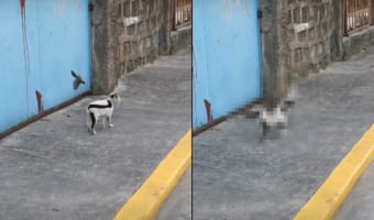猫の背中を掠めるように飛ぶ小鳥。なんども猫の背中を往復しているけど・・・、構ってほしいの？なにか気になるの？？？