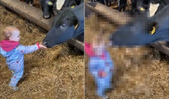 牛小屋を訪れた赤ちゃんたち。手を伸ばして挨拶してくれたお礼とばかりに牛が赤ちゃんの頭をペロリとひと舐めするのですが・・・