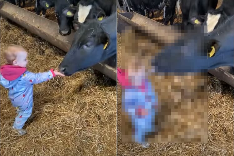 牛小屋を訪れた赤ちゃんたち。手を伸ばして挨拶してくれたお礼とばかりに牛が赤ちゃんの頭をペロリとひと舐めするのですが・・・