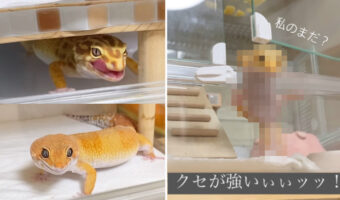 ご飯待ちをする3匹のヤモリたち。その姿を順番に見ていくと・・・、最後の子だけ圧倒的にクセが強くて目を引きます！！