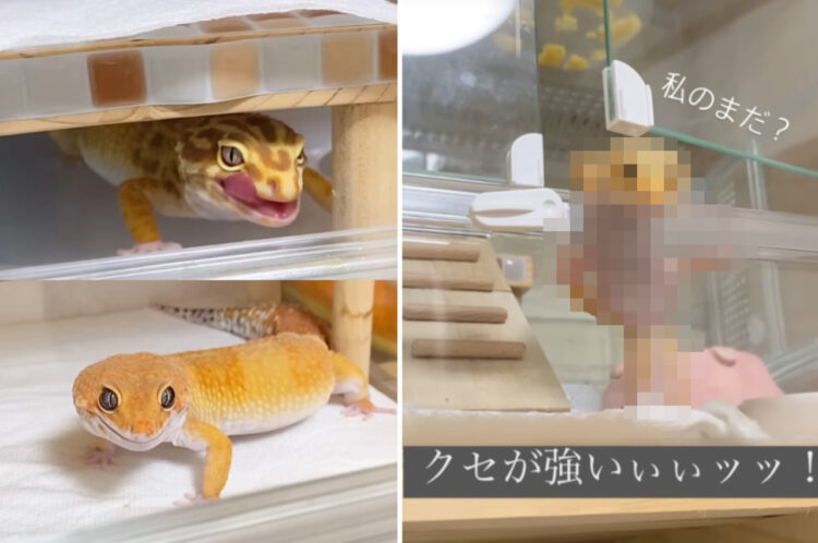 ご飯待ちをする3匹のヤモリたち。その姿を順番に見ていくと・・・、最後の子だけ圧倒的にクセが強くて目を引きます！！