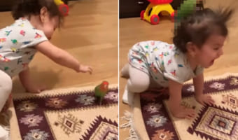 「ここなら安心」一緒に遊びたい赤ちゃんVS乗り気じゃないインコ。結果は・・・、インコのほうが一枚上手でした