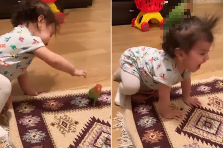 「ここなら安心」一緒に遊びたい赤ちゃんVS乗り気じゃないインコ。結果は・・・、インコのほうが一枚上手でした