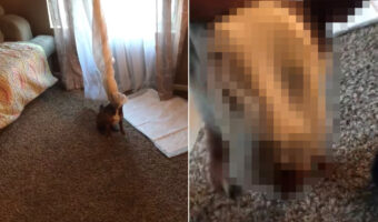 仕事から帰るとビックリ!お留守番中に窓際で遊んでいた愛犬が、目を疑うトンデモナイ姿でお出迎えしてくれました【動画・アメリカ】