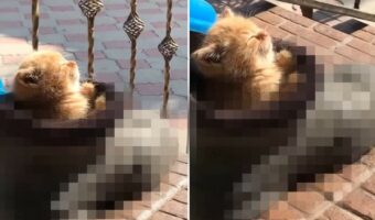 「ぽかぽかおひさまが気持ちいいニャ」お昼寝を堪能する子猫。ベッドに選んだその場所にビックリ!!