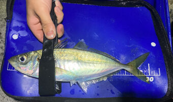 尺アジは狙って釣れる!?アジングで尺アジを釣る為の知っておきたい鉄則!!