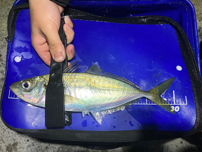 尺アジは狙って釣れる！？アジングで尺アジを釣る為の知っておきたい鉄則！！