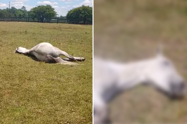 馬が倒れている！これは一大事！！と思ったら・・・。なんと、この子はいつも通りのある事をしていただけだったのです