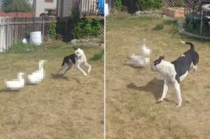 裏庭で子犬を追いかけ回すアヒル。元気な子犬もタジタジになるアヒルの強い圧をかける様子が、なんだかとてもシュール