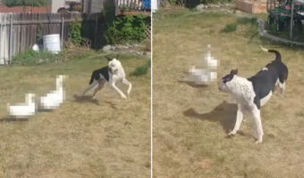 裏庭で子犬を追いかけ回すアヒル。元気な子犬もタジタジになるアヒルの強い圧をかける様子が、なんだかとてもシュール