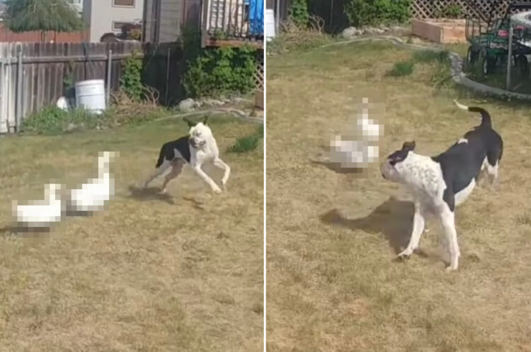 裏庭で子犬を追いかけ回すアヒル。元気な子犬もタジタジになるアヒルの強い圧をかける様子が、なんだかとてもシュール