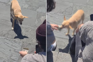 「お気持ちお預かりしますよ」ストリートパフォーマーのお手伝いをする犬。なんとこの子、観客からチップを預かって回っていたのです！！
