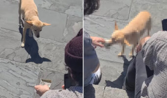 「お気持ちお預かりしますよ」ストリートパフォーマーのお手伝いをする犬。なんとこの子、観客からチップを預かって回っていたのです！！