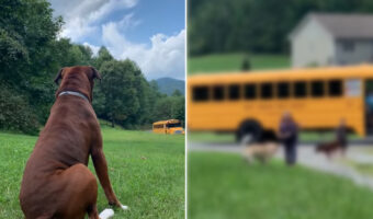 「まだかなまだかな」子どもたちが学校から帰ってくるのを待つ犬。スクールバスが到着すると、大喜びで駆け寄っていきます!