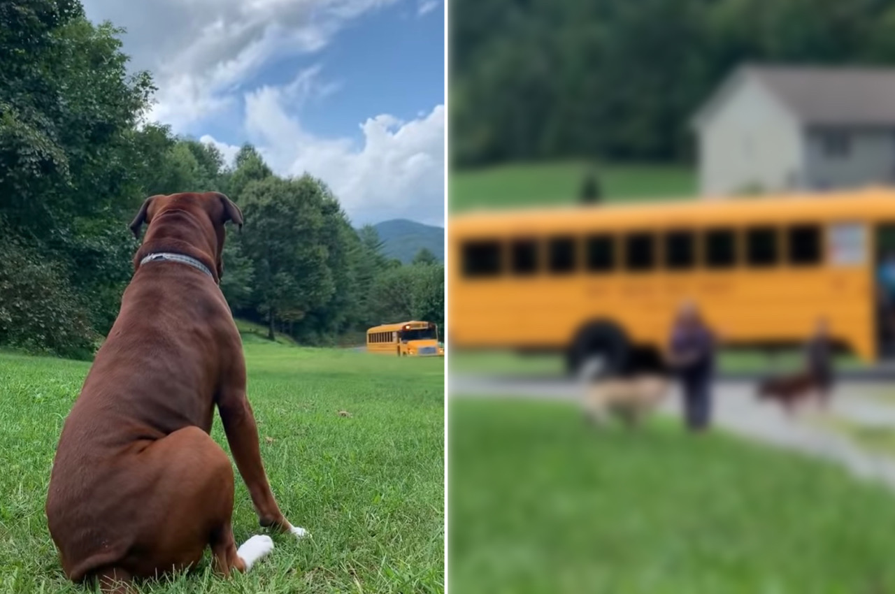 「まだかなまだかな」子どもたちが学校から帰ってくるのを待つ犬。スクールバスが到着すると、大喜びで駆け寄っていきます！