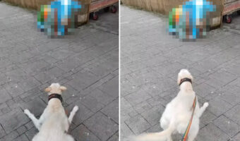 その子にいくらアピールしてもお友達にはなってもらえないよ・・・。散歩中の犬が仲良くなろうとした相手は〇〇〇だったのです！！