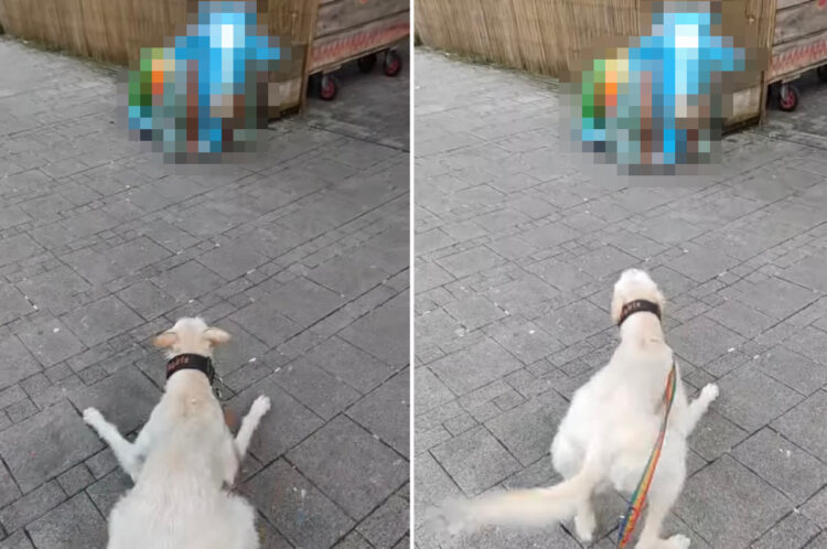 その子にいくらアピールしてもお友達にはなってもらえないよ・・・。散歩中の犬が仲良くなろうとした相手は〇〇〇だったのです！！