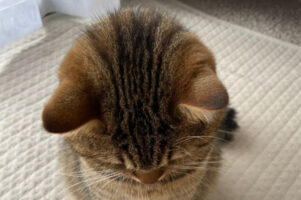 謝る時にこの画像を一緒に送れば許してもらえる？猫が申し訳なさそうに頭を下げる姿、題して『猫なりのごめんなさい』にTwitterで大反響！！