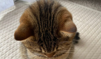 謝る時にこの画像を一緒に送れば許してもらえる?猫が申し訳なさそうに頭を下げる姿、題して『猫なりのごめんなさい』にTwitterで大反響!!