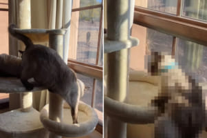 「猿も木から落ちる」ならぬ「キャットタワーから猫も落ちる」？キャットタワーの下の段へ移動しようとしたシャム猫の身にまさかの結末が！