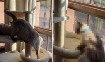 「猿も木から落ちる」ならぬ「キャットタワーから猫も落ちる」?キャットタワーの下の段へ移動しようとしたシャム猫の身にまさかの結末が!