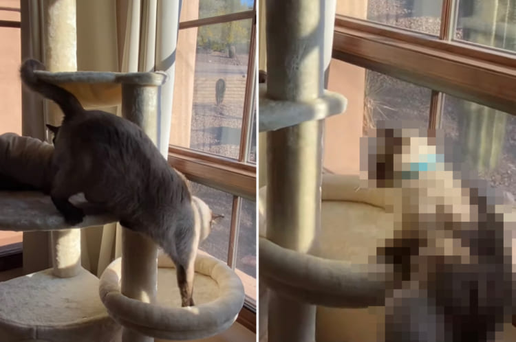 「猿も木から落ちる」ならぬ「キャットタワーから猫も落ちる」？キャットタワーの下の段へ移動しようとしたシャム猫の身にまさかの結末が！