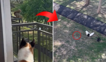 バルコニーに侵入した所、犬と人間に囲まれたリス。慌ててその場から脱出するその姿に、その場にいたみんなビックリ!!【アメリカ・動画】