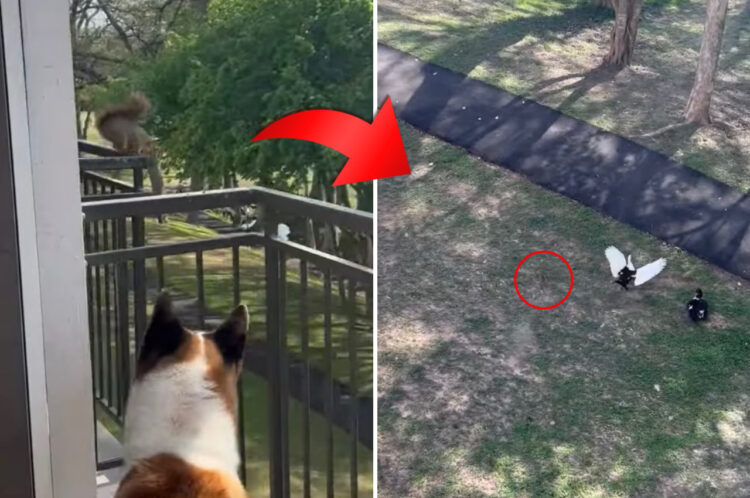 バルコニーに侵入した所、犬と人間に囲まれたリス。慌ててその場から脱出するその姿に、その場にいたみんなビックリ！！【アメリカ・動画】