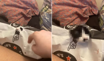 紙袋の中に入るのが大好きな子猫。小さな破れ穴を広げて、ぴょっこりキュートな顔をのぞかせてくれました！！