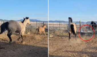 お母さん馬と柵の中を元気に駆ける子馬。ところが、子馬が柵の隙間を通り抜けようとしたところ・・・、笑えるアクシデントに遭いました